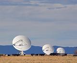 VLA & Cattle_73626